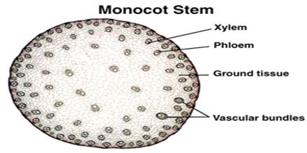 Herbaceous monocot stem labeled