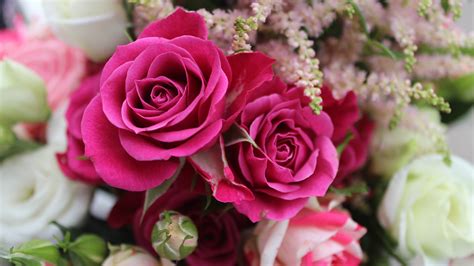 11 Facts About Roses | Petal Talk