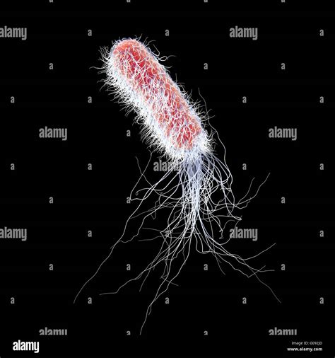 Pseudomonas Aeruginosa Infection