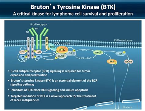 Bruton's Tyrosine Kinase Btk Inhibitor