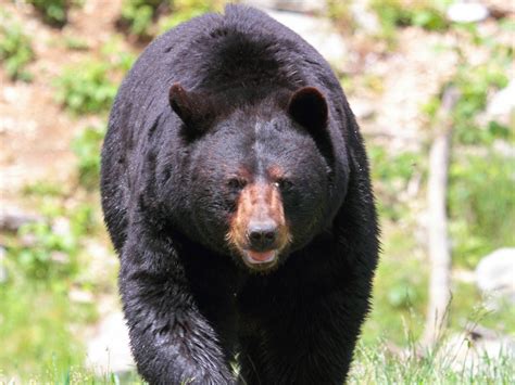 Black Bear Hibernation: Bearing the Cold of Winter | Finger Lakes Land ...