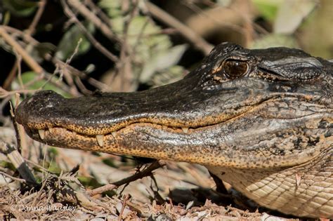 American Alligators Part 1 – Adults & Habitat | Photos by Donna