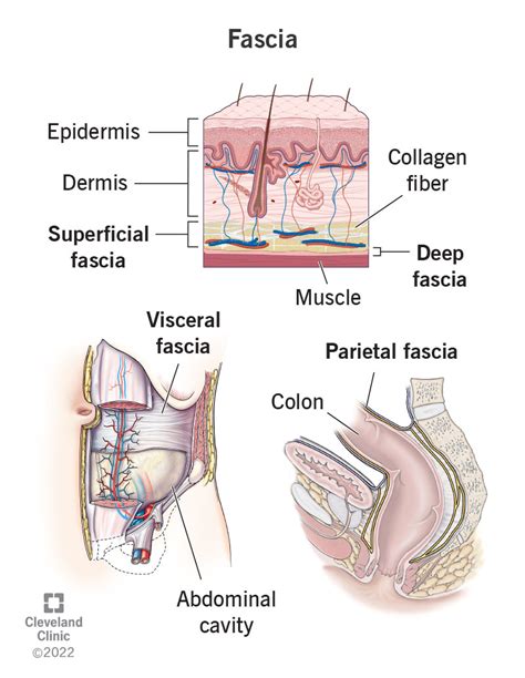 Fascia Tissue Function