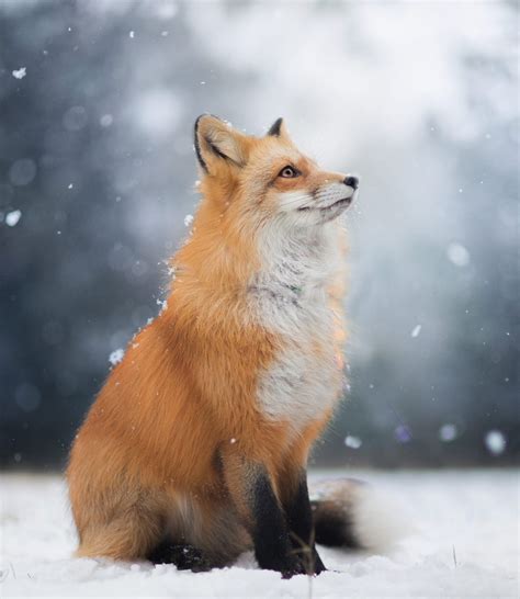 Snow Fox - Foxes Photo (40338758) - Fanpop