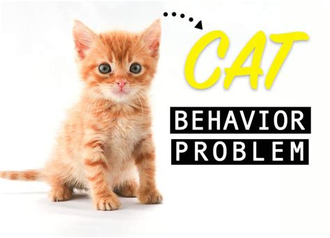 7 Cat Behavior Problems and how to tackle it effectively