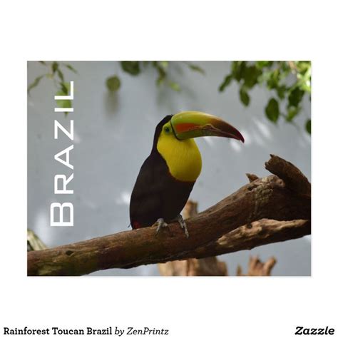 Rainforest Toucan Brazil Postcard | Postcard, Contests sweepstakes ...