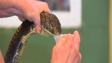 Extracting Venom From a 14 Foot Long King Cobra - YouTube