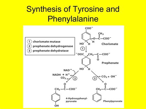 Biosynthesis of amino_acids