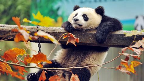 3840x2160 Cute Panda 4k HD 4k Wallpapers, Images, Backgrounds, Photos ...