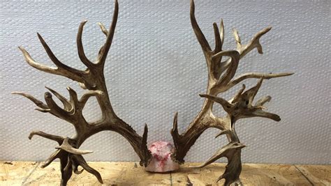 Potential world record deer antlers could be worth $100,000