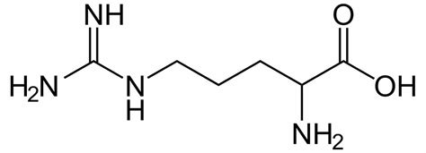 L-Arginine - Function, Supplement Uses and Side Effects