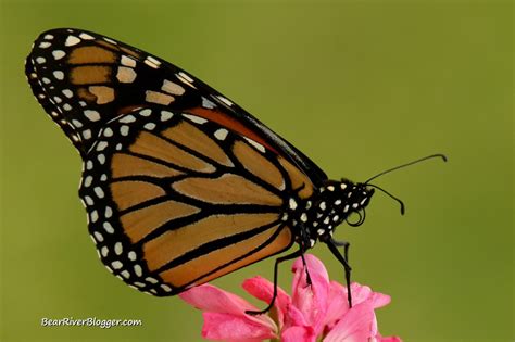 Male Or Female Monarch Butterfly, How To Tell The Difference – Bear ...