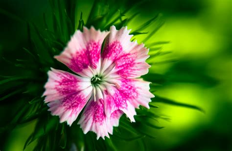 Free stock photo of flower, nature, pink