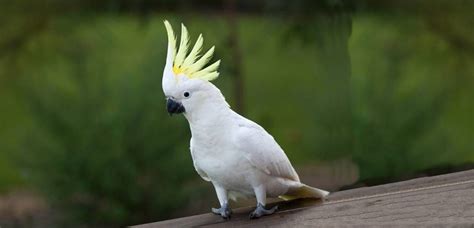 Cockatoo Parrot | Personality, Breed, Food, Diseases And Facts - Smiley ...