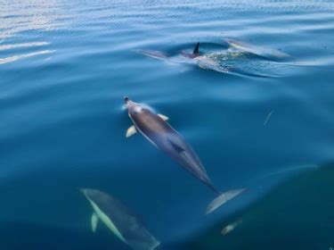 Dingle Dolphin Boat Tours