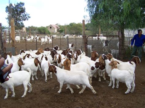 Boer and Kalahari goats Mpumalanga – National CSA Directory