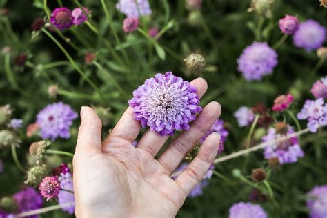 Formula Mix Scabiosa Seeds — San Diego Seed Company