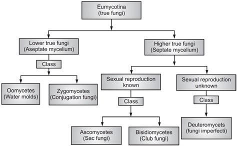 Fungi Taxonomy Chart