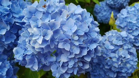 WHAT CAUSES BLUE HYDRANGEAS TO TURN PINK? |The Garden of Eaden