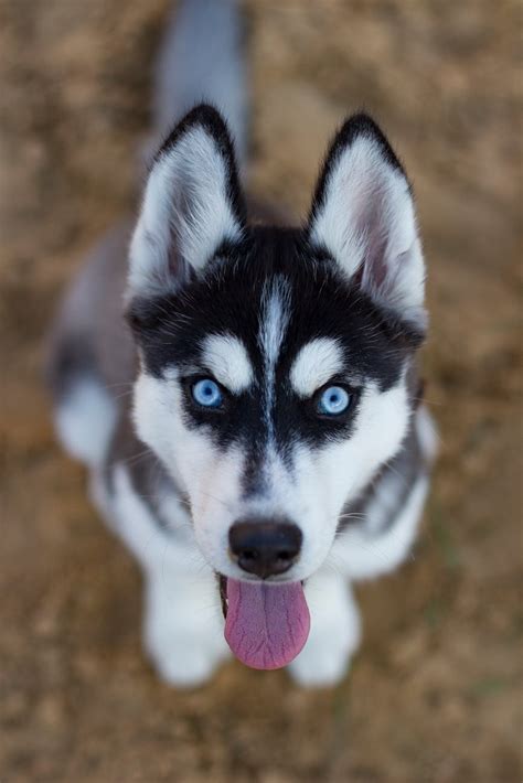 White and Black Siberian Husky · Free Stock Photo