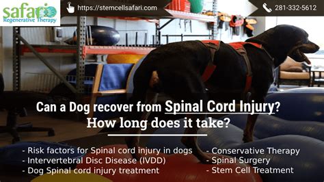 Can a Dog recover from Spinal Cord Injury? How long does it take ...