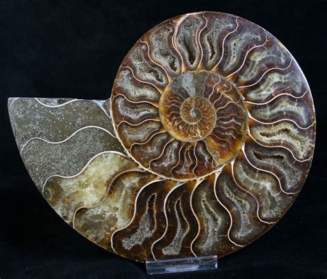 Beautiful 6.5" Cut Ammonite Fossil (Half) (#8420) For Sale - FossilEra.com