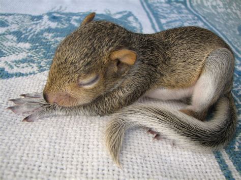 File:Baby Squirrel Sleeping.jpg - Wikipedia