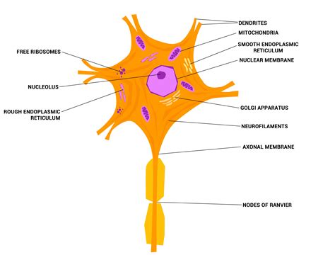 Detailed Neuron Diagram Labeled