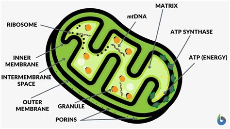 Mitochondrion - Definition and Examples - Biology Online Dictionary