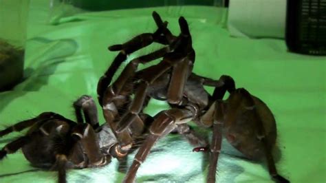 Goliath Tarantulas mating! (T. stirmi pairing #1) - YouTube