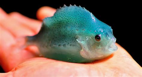 Maine breeding lumpfish, scallops, seriola to boost aquaculture ...