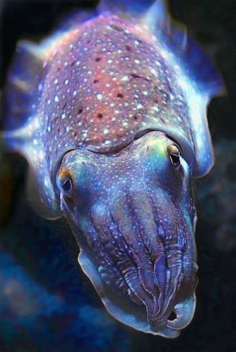 Cuttlefish - One Of the Planets Most Fascinating Creatures