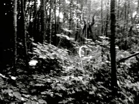 Image - The Slender Man In The Forest.jpg - The Slender Man Wiki