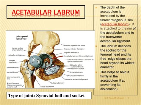 Acetabular Labrum Anatomy - Human Anatomy B21