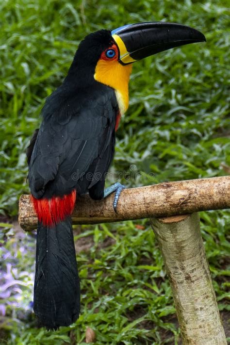 Toucan in the Brazilian Amazon Rainforest. Photographed in Belem ...