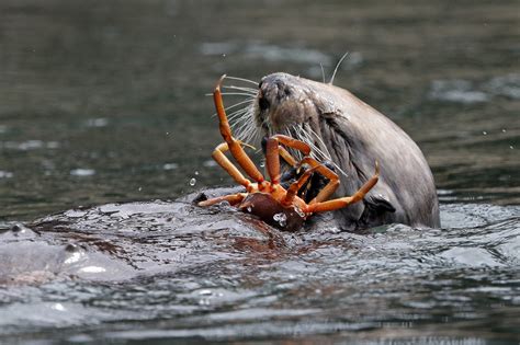 12 Facts About Otters for Sea Otter Awareness Week | U.S. Department of ...