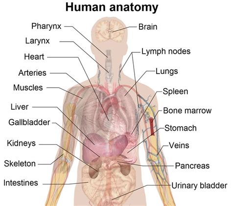 Human Organs & Anatomy Diagram - Human Body Pictures - Science for Kids