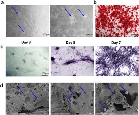 Characterization of the osteogenic cell sheet. (a) The osteogenic cell ...