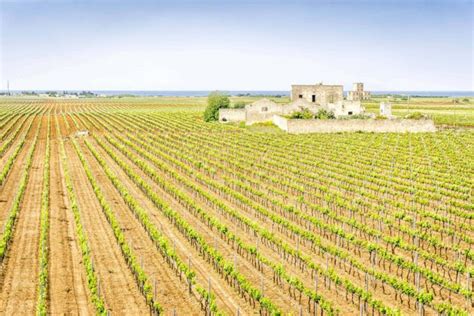 Top wines and wineries in Puglia: the ultimate guide for wine lovers