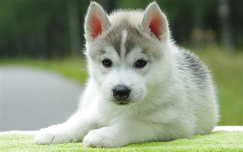 Cute Puppy Backgrounds - Wallpaper Cave