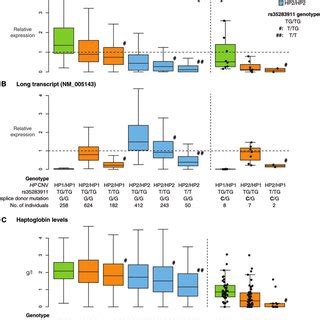 Haptoglobin levels and HP expression patterns in blood by genotype ...