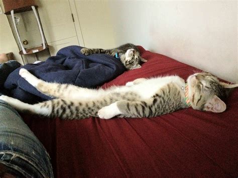 16 Funny Sleeping Position of Cat and Kitten