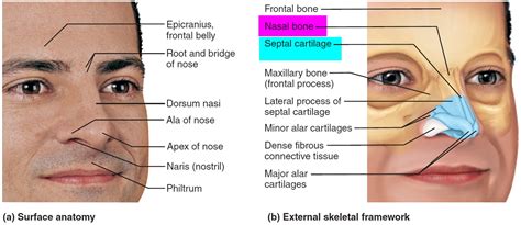 Broken Nose - Signs & Symptoms - How To Tell If Nose Is Broken