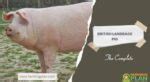 British Landrace Pig: The Complete Farm - Farming Plan