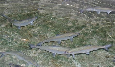 Yellowstone Officials Work to Remove Invasive Cisco Fish Species