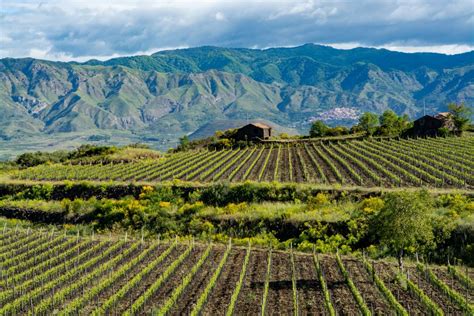 Sicily Wine Region, Italy | Winetourism