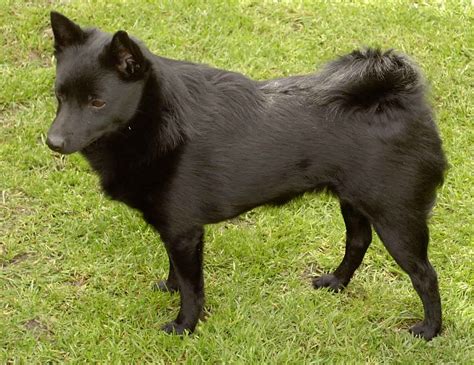 Schipperke Dog Breed - Pictures, Information, Temperament ...