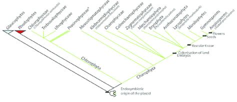 2 Phylogeny of the plants (Archaeplastida): Glaucophytes, Rhodophytes ...