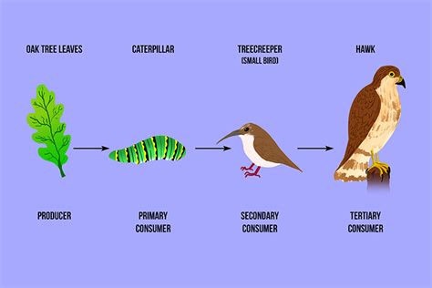 A tertiary consumer eats secondary animals in the food chain