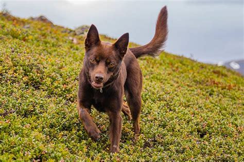 Australian Kelpie Puppies For Sale